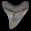 Megalodon Tooth - South Carolina #39939-2